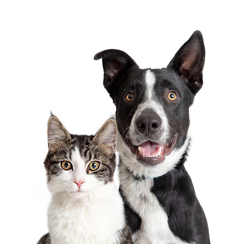 cat and dog