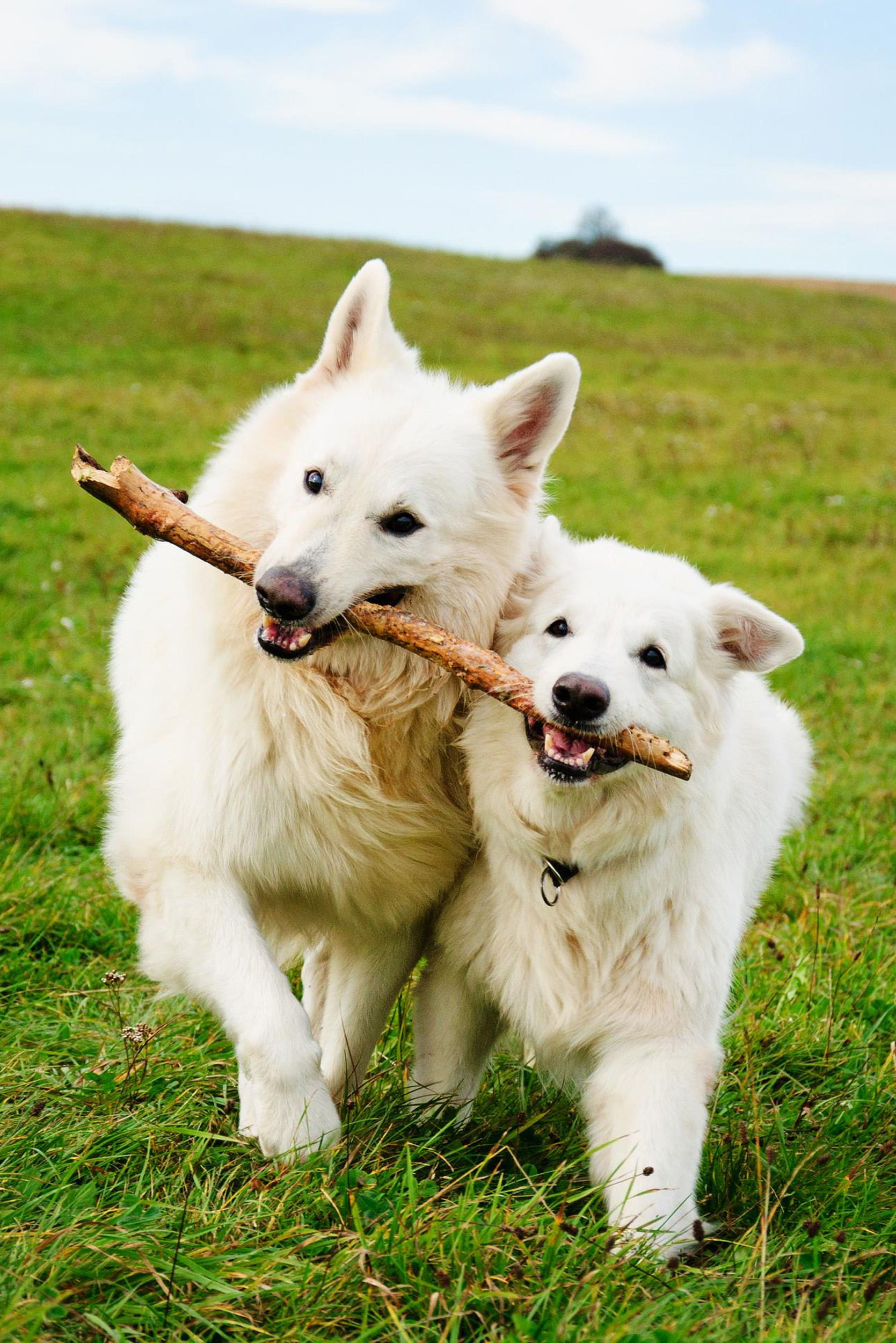2 dogs running with stick