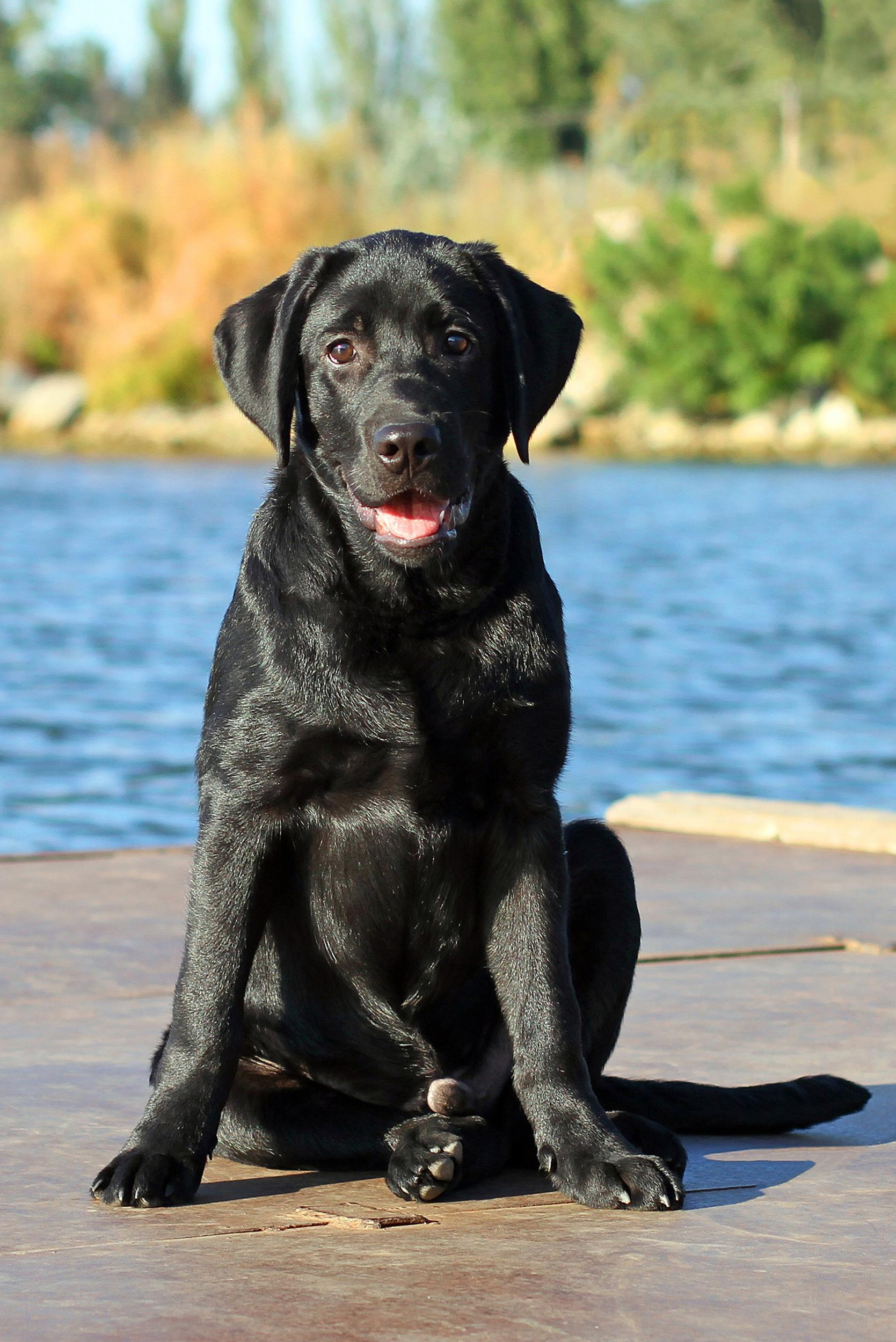 Labrador Puppy Sitting