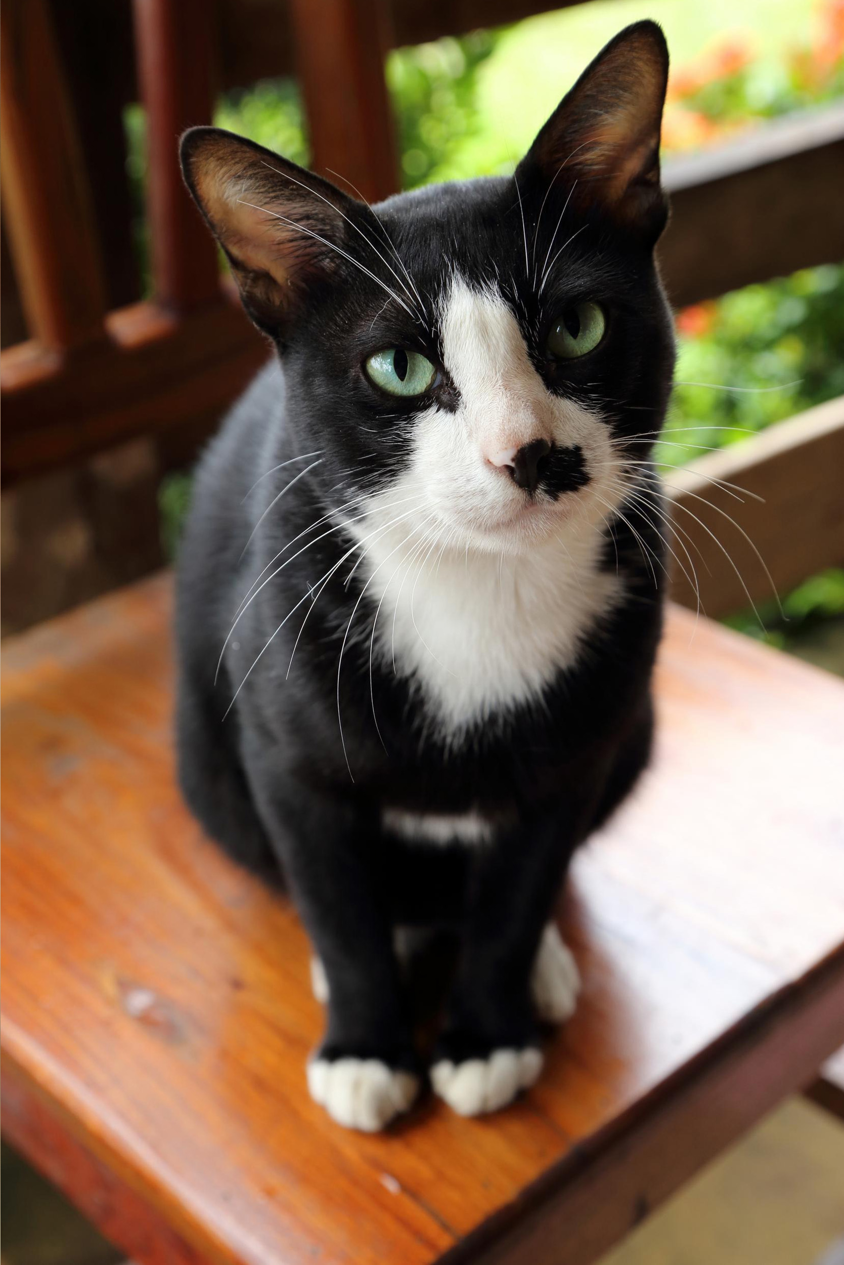 Black and White Cat Sitting