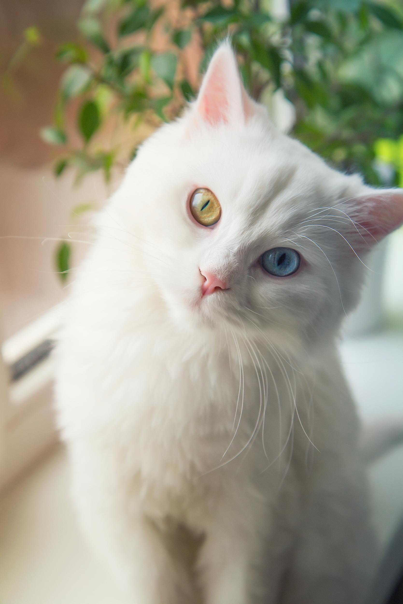 Fluffy Cat sitting