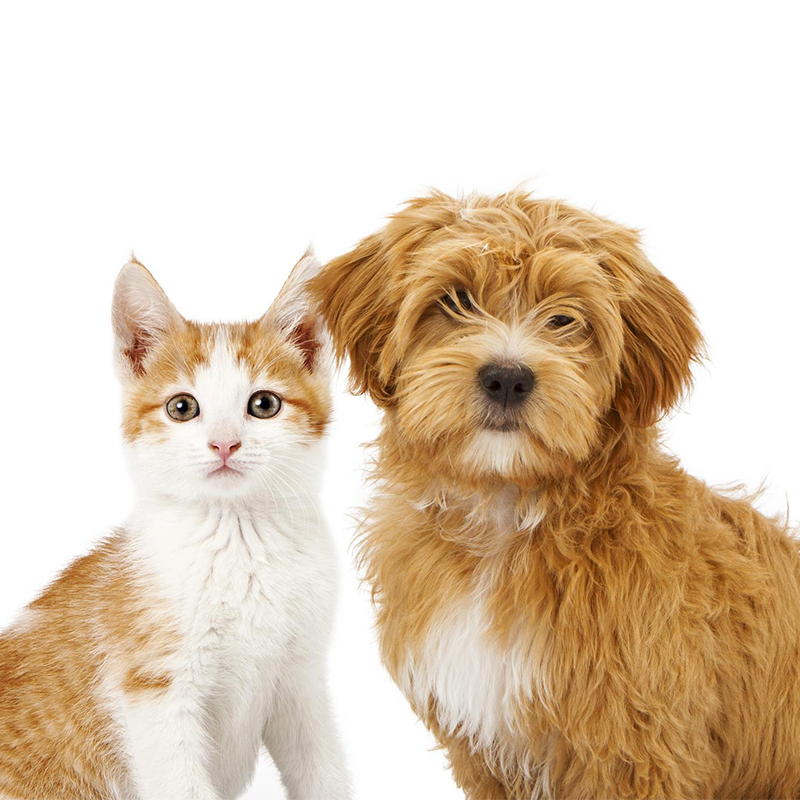 Dog And Cat 
